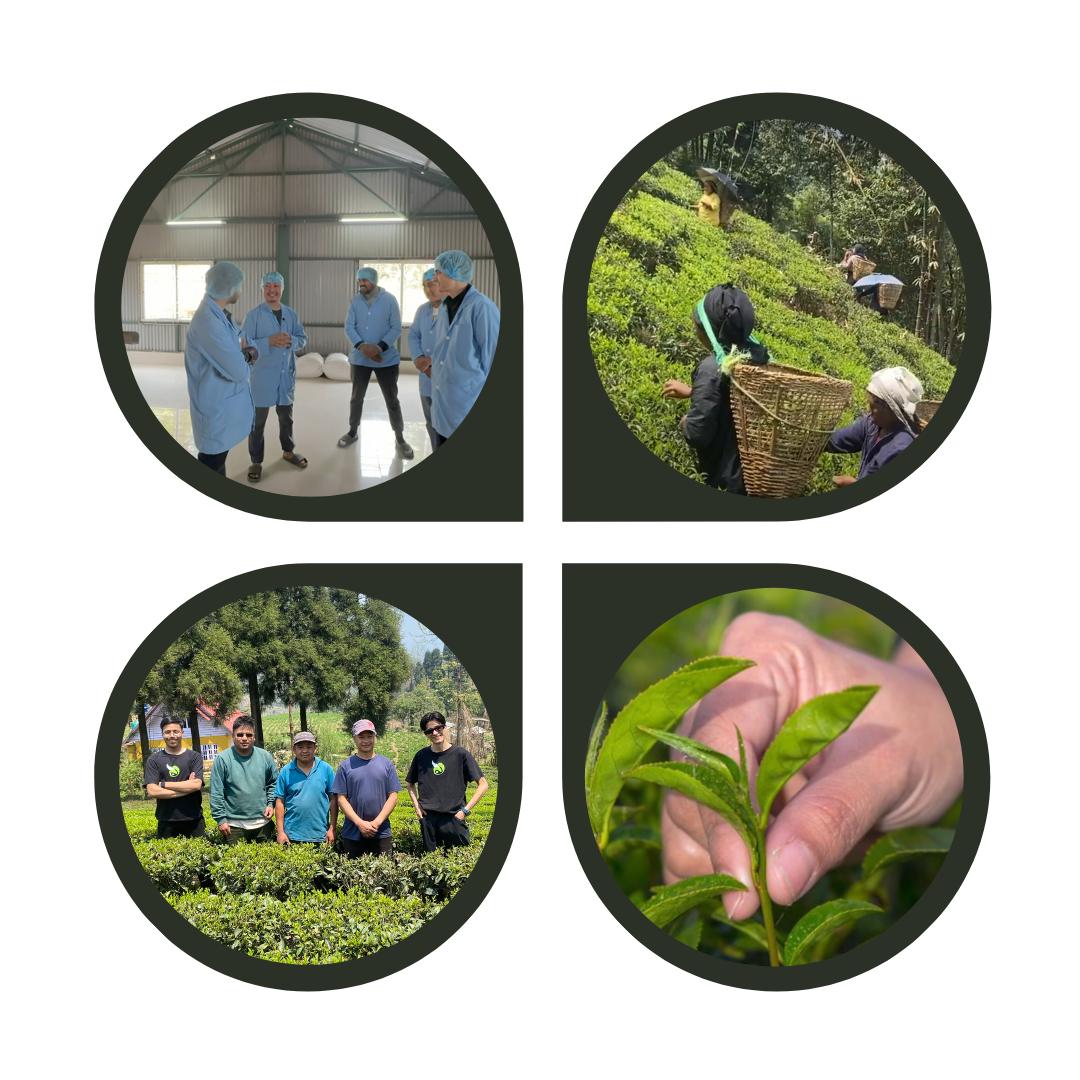 All Nepal Tea Wholesale Collection - The Largest from Nepal