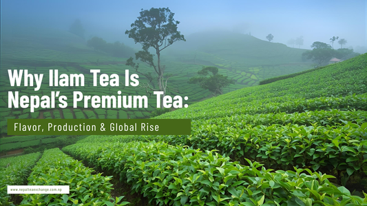 Why Ilam Tea Is Nepal’s Premium Tea: Flavor, Production & Global Rise
