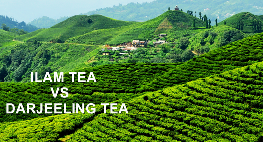 Why Ilam Tea is the New Darjeeling